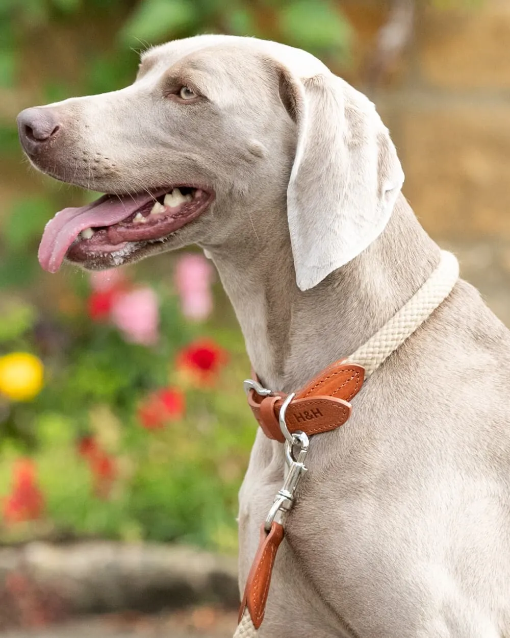 Natural Round Rope Dog Collar with Cognac Leather