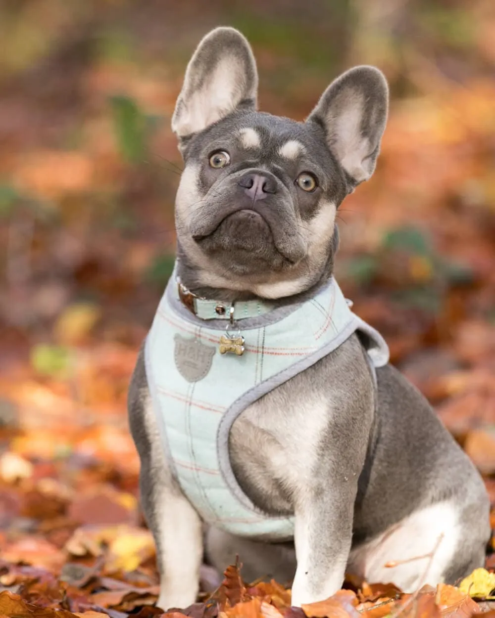 Tweed Dog Harness - Aqua Checkered