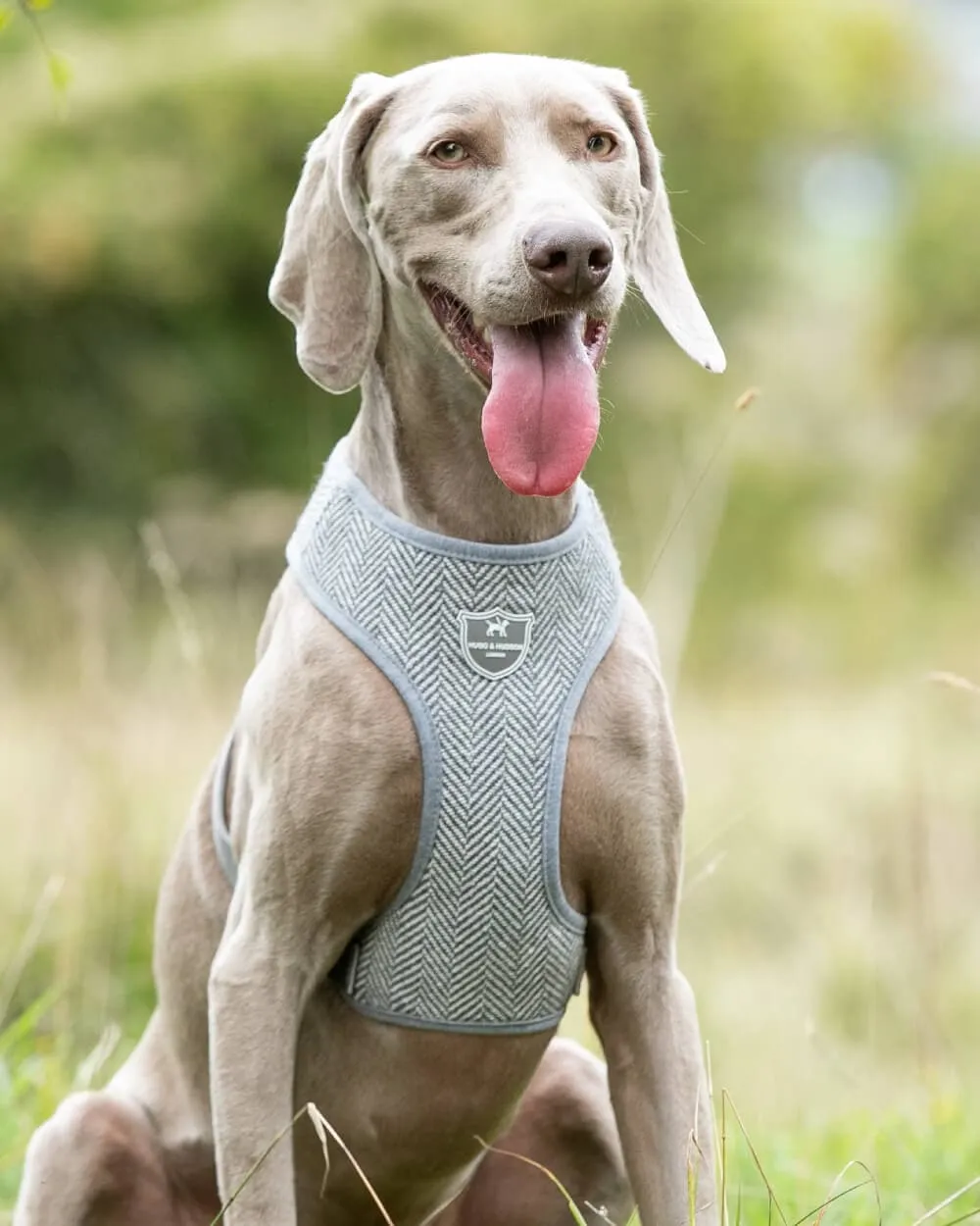 Tweed Dog Harness - Grey Herringbone